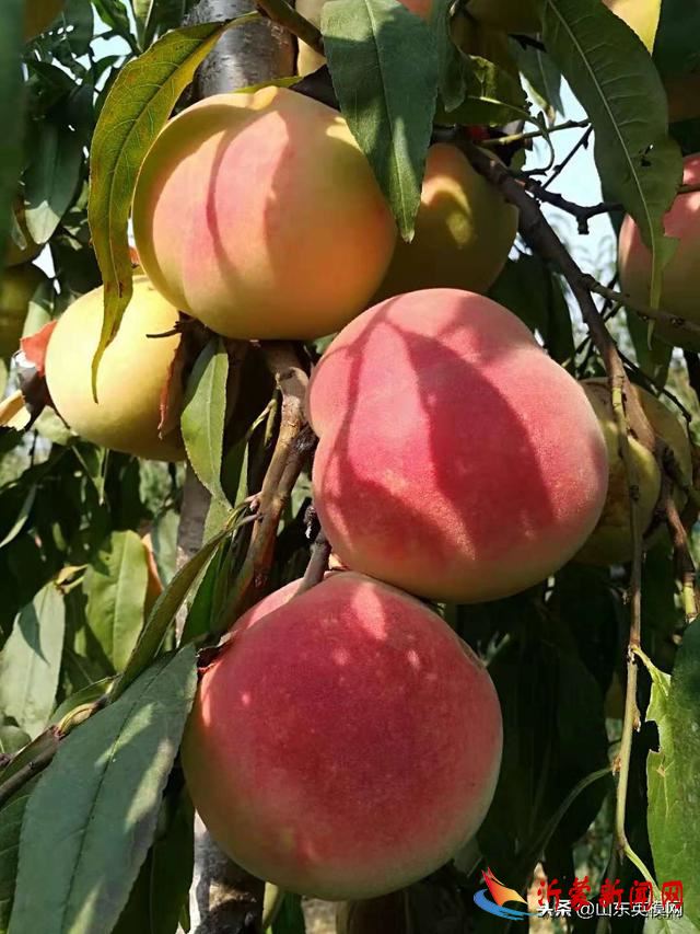 河东区八湖镇长虹岭沂蒙雪桃生态采摘园喜获丰收采摘忙