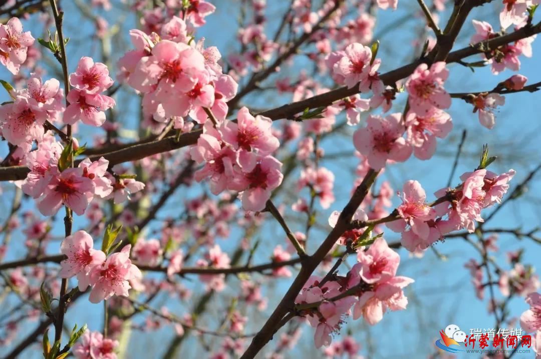 “水墨琅琊·醉美桃源” 临沂李官第十二届桃花节开幕在即