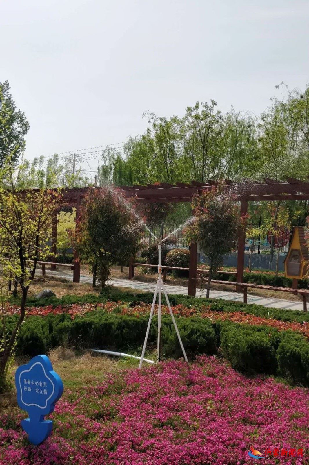 临沂新桥小学：诗歌创作||《操场边的小草》